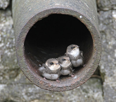 Sand Martin