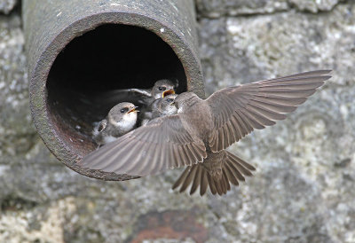 Sand Martin