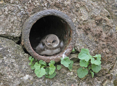 Sand Martin