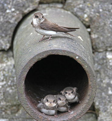 Sand Martin 