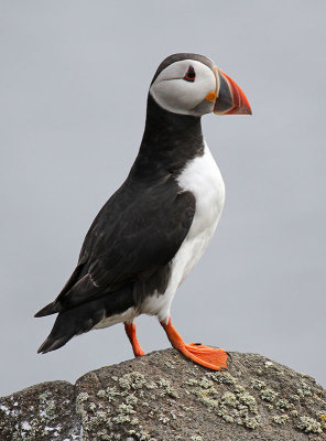 Puffin