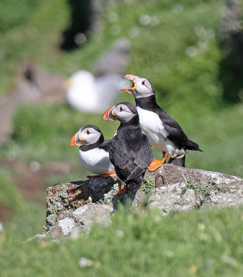 Puffins