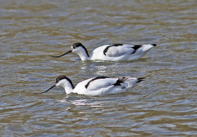 Avocet