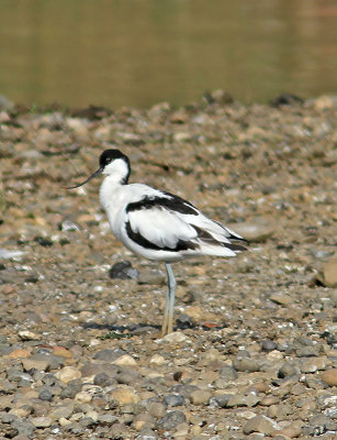 :: Avocet ::