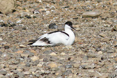 Avocet