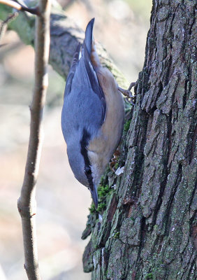Nuthatch