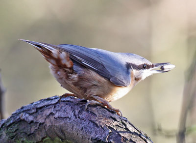 Nuthatch
