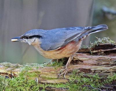 Nuthatch