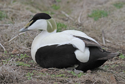 Eider