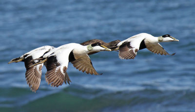 Eiders