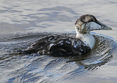 Eider in eclipse