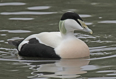Eider