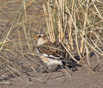 Snow Bunting