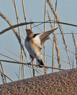 Snow Bunting