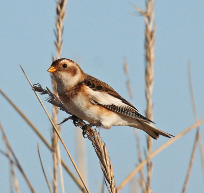 Snow Bunting
