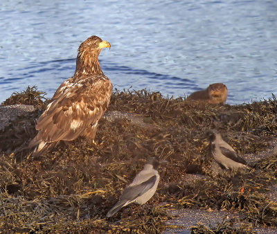 White-tailed Eagle