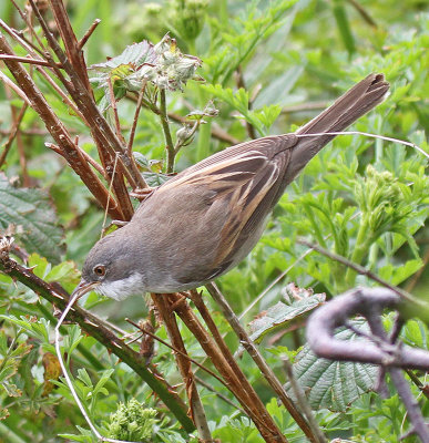 Whitethroat