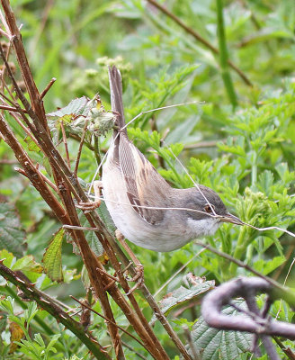 Whitethroat
