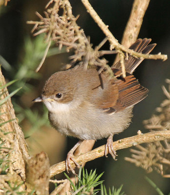 Whitethroat