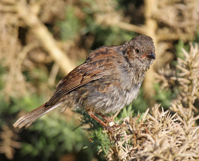 :: Dunnock ::