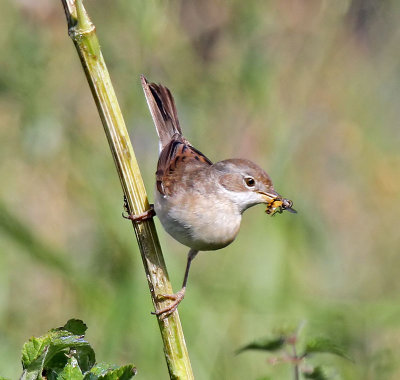 Whitethroat