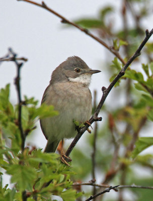 Whitethroat