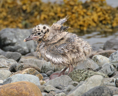 Common Gull Chick
