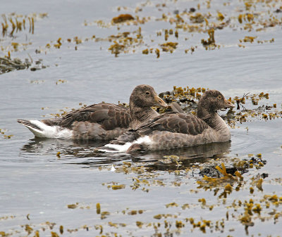 Greylag Goslings