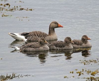 Greylag Family