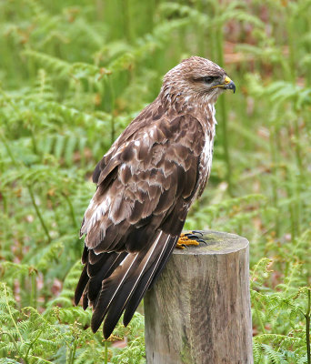 Common Buzzard