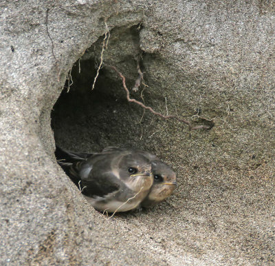 Sand Martin Chicks