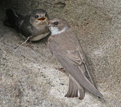 Sand Martin