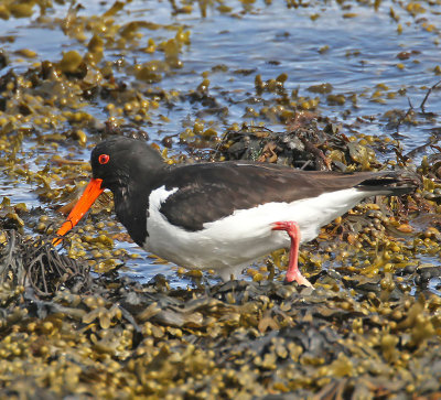 Oystercatcher