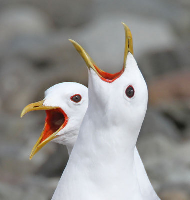 Common Gulls