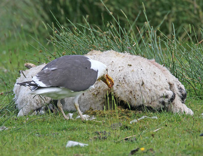 Great Black-backed Gull