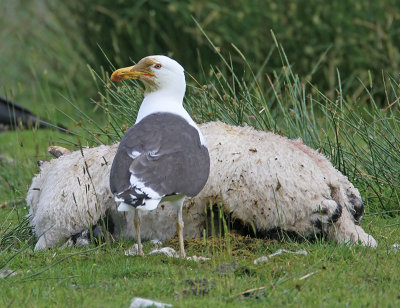 Great Black-backed Gull