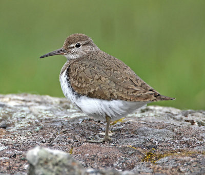 Common Sandpiper