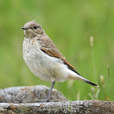 Juvenile Wheatear