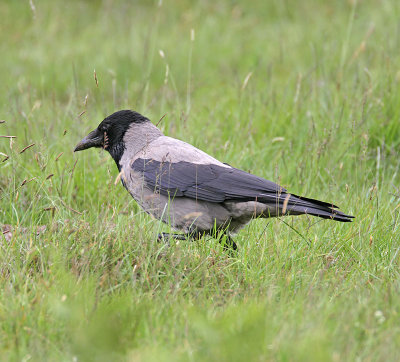 Hooded Crow