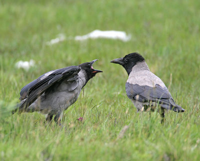 Hooded Crow