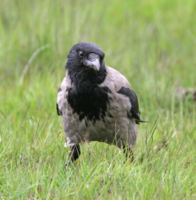 Hooded Crow