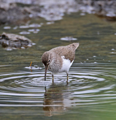 Common Sandpiper