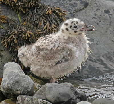 Common Gull Chick
