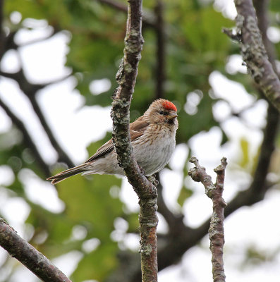 Redpoll