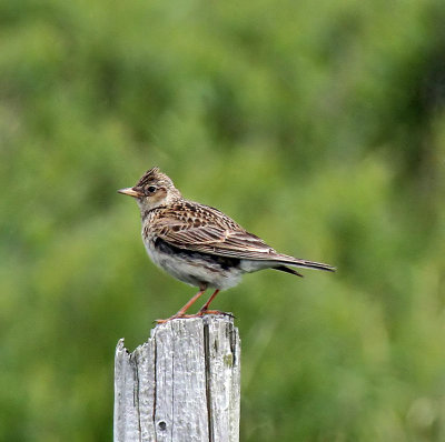 Skylark
