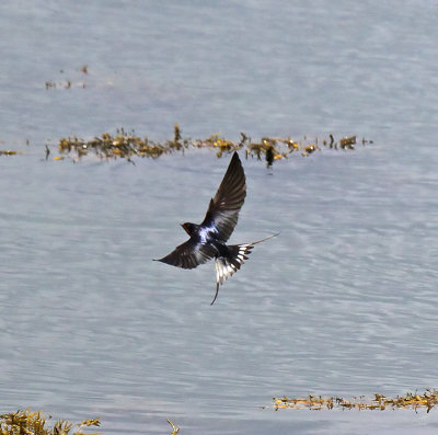 Swallow
