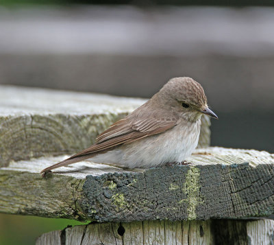 Spotted Flycatcher