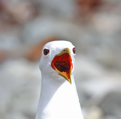 Common Gull