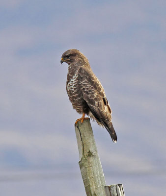 Common Buzzard