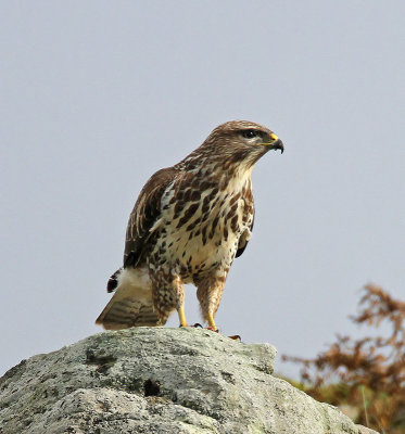 Common Buzzard